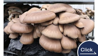 Oyster Mushroom Bed