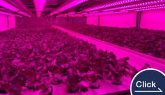 LED Plant Factory with Artificial Lighting