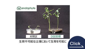 Endophyte Cultivation Soil