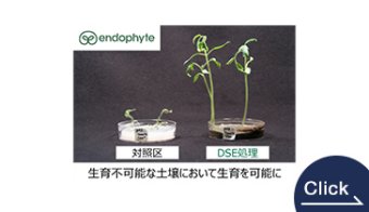 Endophyte Seedlings