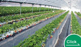 Strawberry High-Elevation Cultivation System 'Raku Rack'