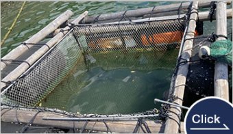 熱硬化PET製 海上・陸上養殖網