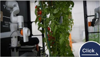 Automatic mini-tomato harvesting robot
