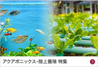 アクアポニックス・陸上養殖 特集