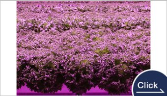 完全人工光型植物工場　AN　