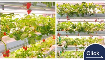 高糖度イチゴ　植物工場