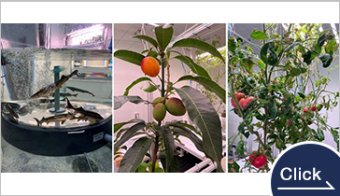 Aquaponics/Land-based Aquaculture System, Fruit Vegetables/Grains/Root Vegetables Cultivation Equipment