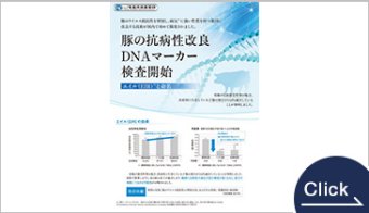 豚の抗病性遺伝子型検査