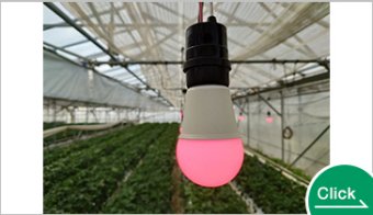 HotaluX AGRI-RED（赤色LED電球　アザミウマ忌避・電照）