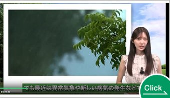テカミンマックス他