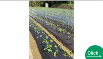 BioLOPEC Biobased Agricultural Mulch