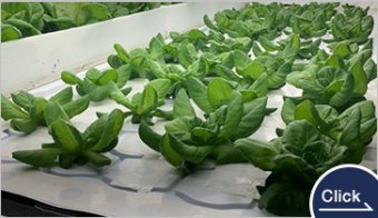 Hydroponic Cultivation Tray