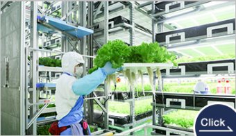 Vegetable Lift