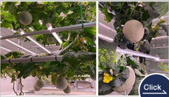 高糖度メロン 植物工場