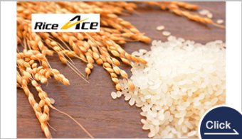 Rice Ace