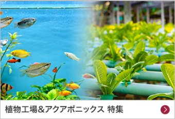 アクアポニックス・陸上養殖 特集